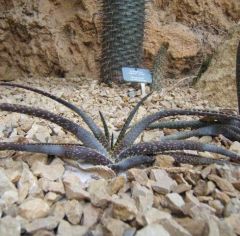 Aloe compressa Seeds