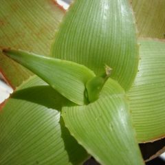 Aloe Manandonae Seeds