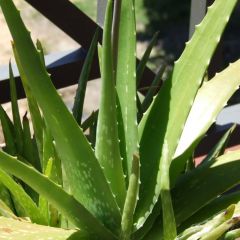 Aloe Vera
