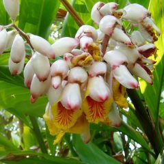 Alpinia Zerumbet Variegata Seeds