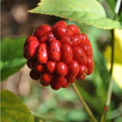 American Ginseng Seeds (Panax quinquefolius)