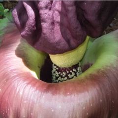 Amorphophallus Paeoniifolius Seeds (Elephant Yam Seeds)
