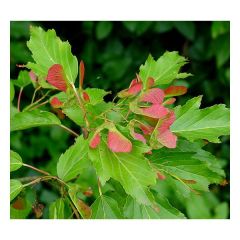 Acer Ginnala Seeds (Amur Maple Seeds)