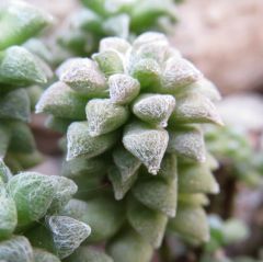 Anacampseros Arachnoides Seeds