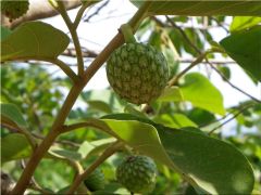 nnona Senegalensis (Annona Chrysophylla, Anone)