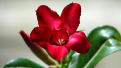 Adenium Obesum Small Red Plum