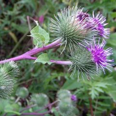 Greater Burdock Seeds