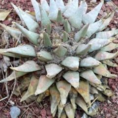 Ariocarpus Furfuraceus Seeds