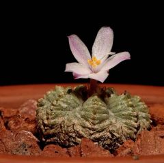 Aztekium Ritteri Seeds