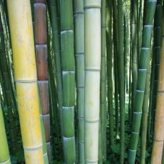 Bamboo Moso Seeds (Phyllostachys Edulis)