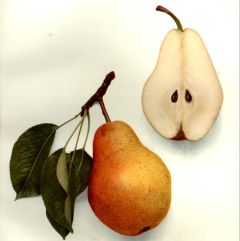 Bartlett Pear ( Pyrus communis)