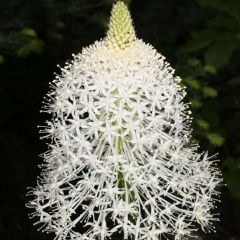 Bear Grass Seeds (Xerophyllum Tenax)