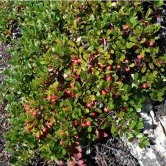 Bearberry (Arctostaphylos uva-ursi)