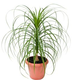 Beaucarnea Guatemalensis (Red Ponytail, Guatamala Ponytail)