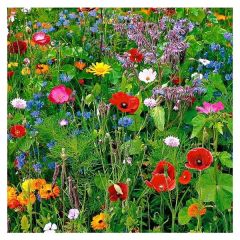 Bird & Butterfly Wildflower Seeds Mix
