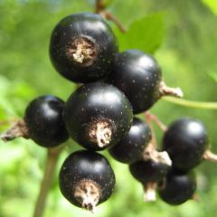 Blackcurrant