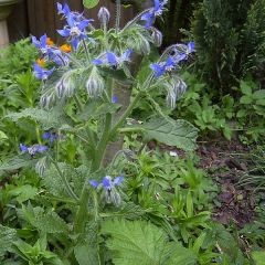 Borago Officinalis (Borage)