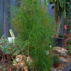 Climbing Onion (Bowiea volubilis)