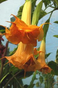 Brugmansia Orange Glory Seeds (Brugmansia Aurea Seeds)