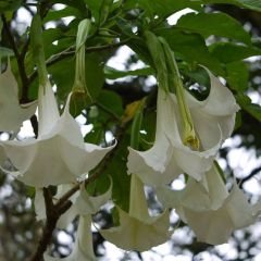 Graines Brugmansia Arborea (Trompettes des Anges)