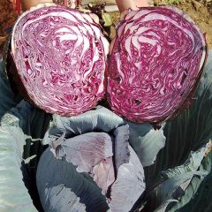 Buscaro Red Cabbage Seeds