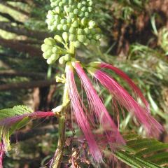 Calliandra Calothyrsus (Red Calliandra)