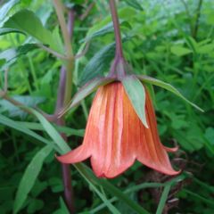 Graines Canarina Canariensis