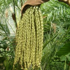 Caryota Urens (Jaggery Palm, Toddy Palm, Fishtail Palm)