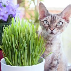 Variegated Cat Grass