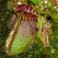 Cephalotus Follicularis Seeds (Australian Pitcher Plant)
