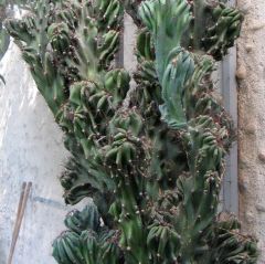 Graines Cereus Peruvianus Monstruosus