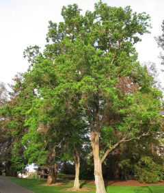 Chinese Tallow Seeds