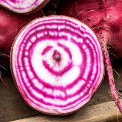 Chioggia Beets (Beta vulgaris)
