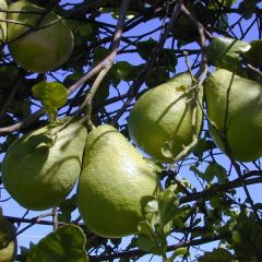 Citrus Maxima Seeds (Pomelo Tree Seeds)
