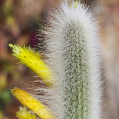 Cleistocactus Ritteri