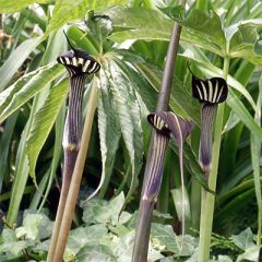 Arisaema Concinnum Seeds (Chinese Cobra Lily Seeds)