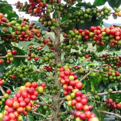 Coffea Arabica - Arabian Coffee