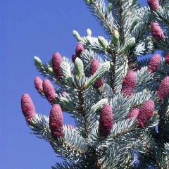 Colorado Spruce Seeds