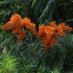 Graines Colvillea Racemosa