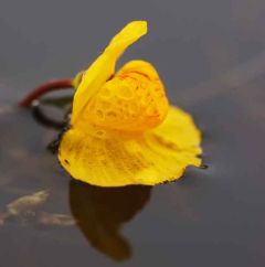 Common Bladderwort Seeds