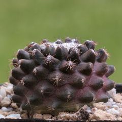 Copiapoa Humilis Seeds
