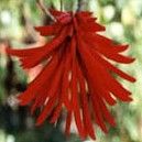 Erythrina Smithiana