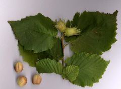 Corylus Avellana Seeds (Common Hazel Seeds)
