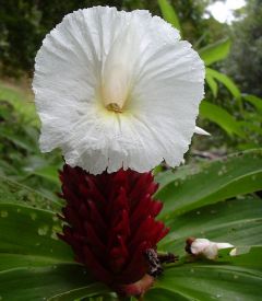 Costus Speciosus - Cheilocostus speciosus