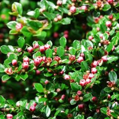 Cotoneaster Horizontalis Seeds