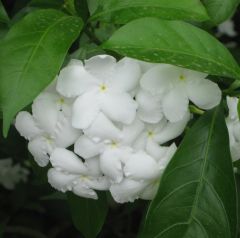 Crape Jasmine Seeds