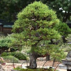 Cupressus Macrocarpa Seeds - (Monterey Cypress)