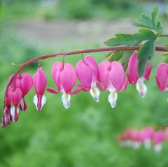 Dicentra Spectabilis Pink Seeds