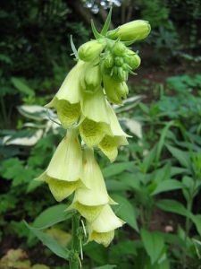 Yellow Foxglove Seeds