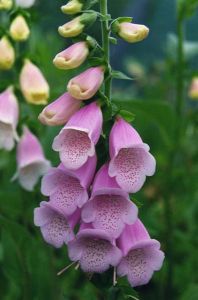 Silver Foxglove Seeds